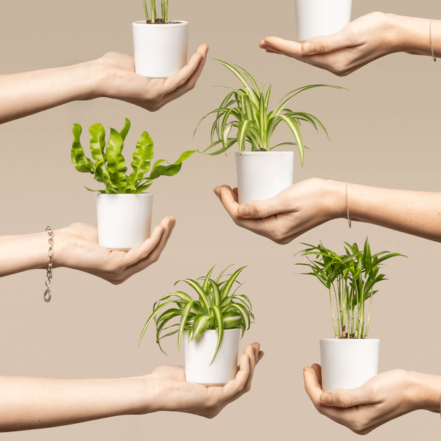 The scene is set indoors against a smooth, neutral beige background.