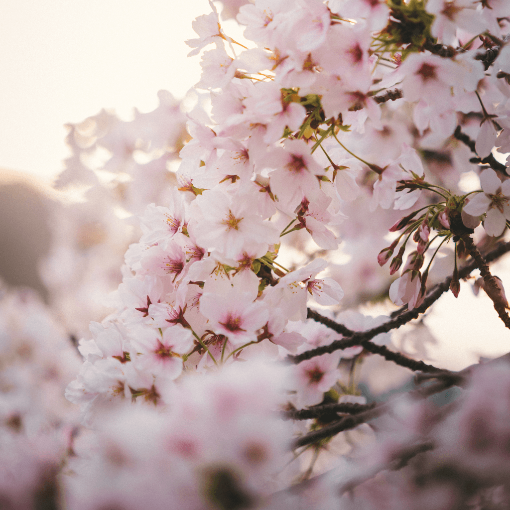 A tight close-up frames a flowering tree branch covered in dense clusters of pale pink blossoms with darker pink centers and yellow stamens, the petals filling most of the composition from foreground to upper right.