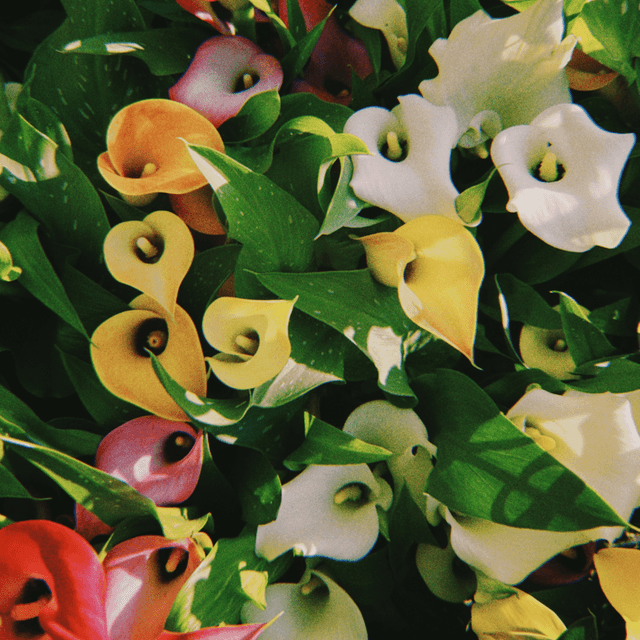 The scene is set outdoors, bathed in bright, natural daylight that casts distinct shadows and highlights the fresh, vibrant colors of the setting.