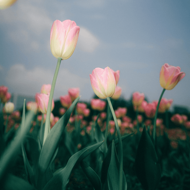The scene unfolds outdoors in a vibrant tulip field under the clear blue sky of a bright midday sun.
