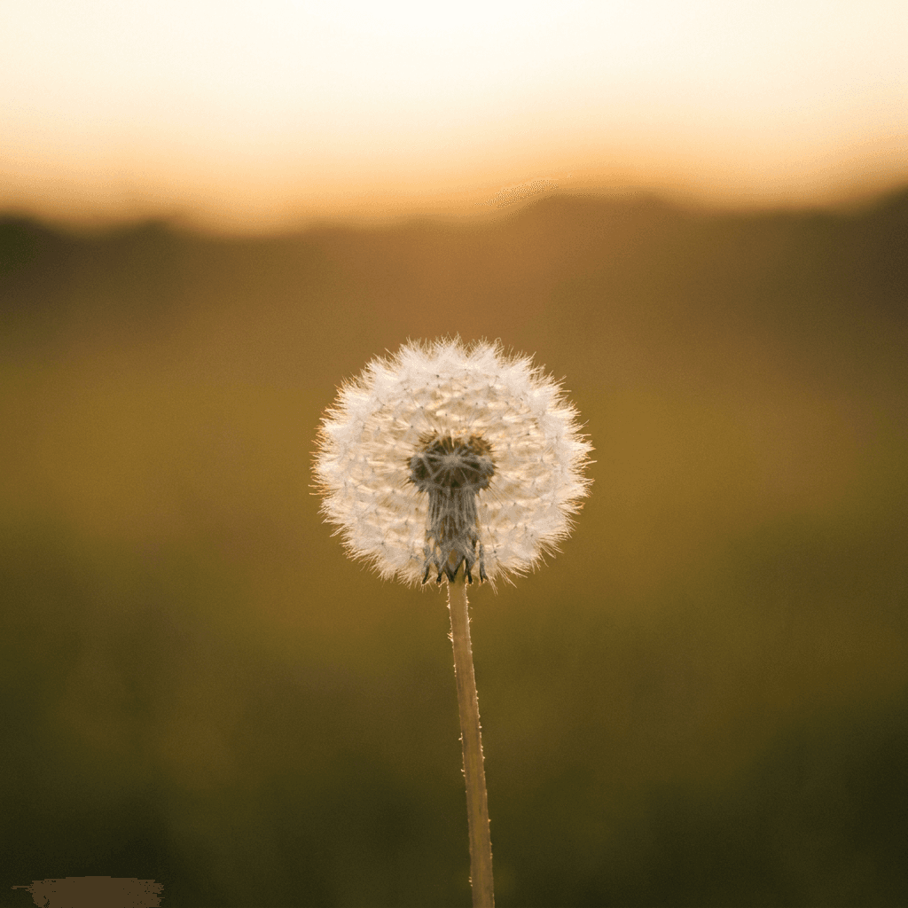 A close-up view shows a single fluffy white seed head on a thin green stem centered low in the frame, with delicate filaments radiating outward and a darker core visible through the fibers.