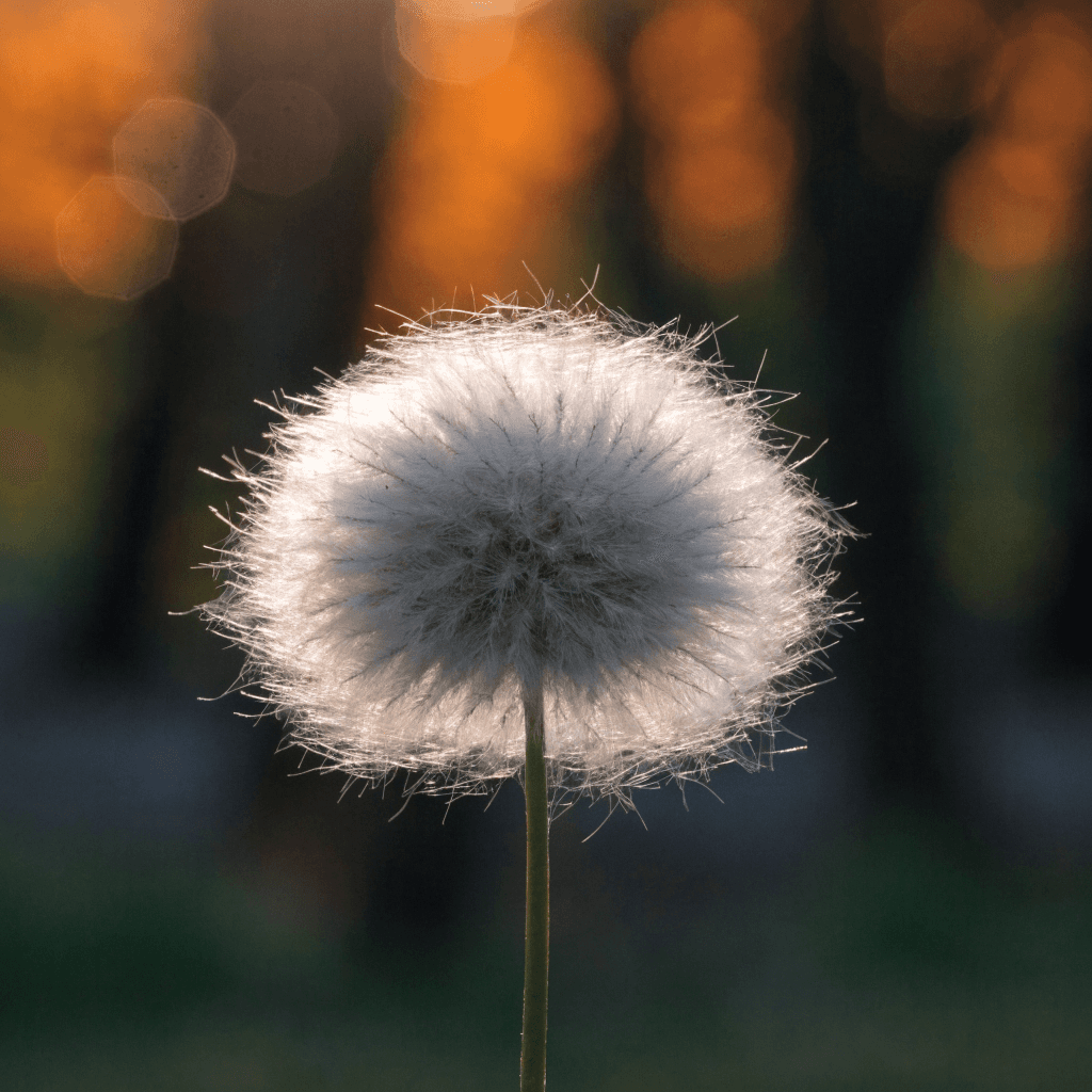 A close-up view shows a single fluffy white seed head on a thin green stem centered low in the frame, with delicate filaments radiating outward and a darker core visible through the fibers.