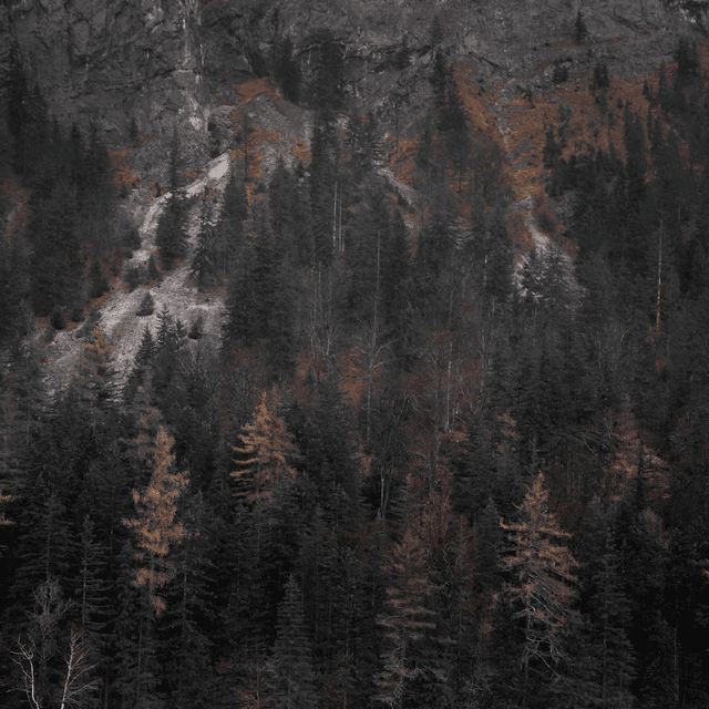 The scene is set outdoors during what seems to be an overcast day, as the light appears subdued and muted, adding a serene and somber atmosphere.