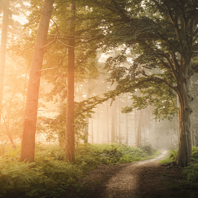 The scene is set in a tranquil forest, bathed in the soft glow of morning sunlight.