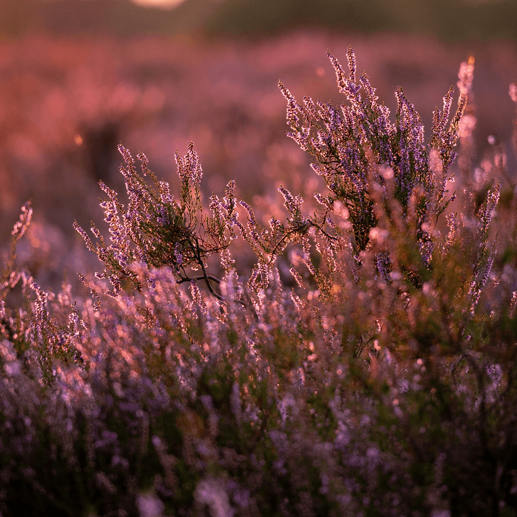 The scene is set outdoors in a vast field of blooming heather, captured during the soft glow of either sunrise or sunset.