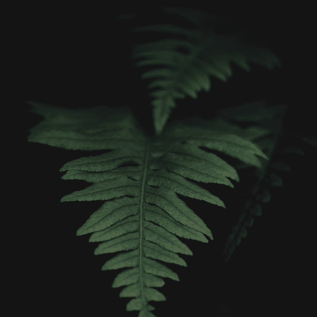 A single fern frond fills the center of the frame in extreme close-up, its narrow stem running vertically and the serrated leaflets spreading symmetrically outward in layered rows.